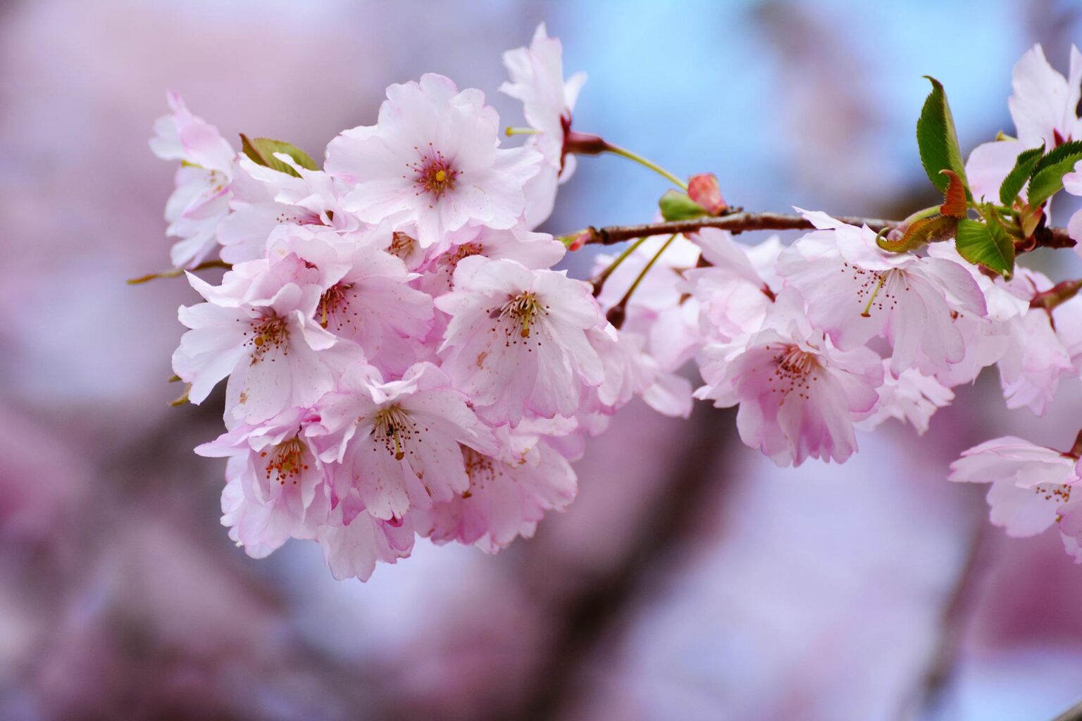 満開の桜